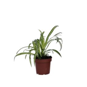 Plante araignée - Chlorophytum comosum 'Atlantic' - Hauteur 25-40cm - Pot 12cm