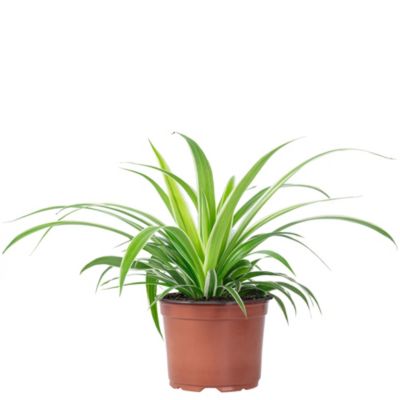 Plante araignée "Ocean"" - plante d'intérieur facile d'entretien, Chlorophytum Comosum - hauteur env. 20 cm, pot-diam. 12 cm"
