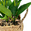 Plante artificielle en pot Ornami l.11 x H. 23 cm