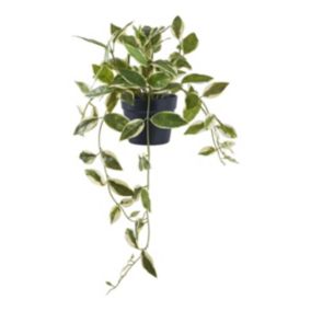 Plante Artificielle Hoya, Vert, Plastique PE, 25,5x25,5x33 cm, EPIKASA