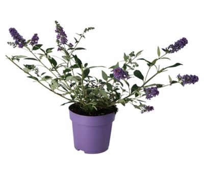 Castorama Plante Exterieur