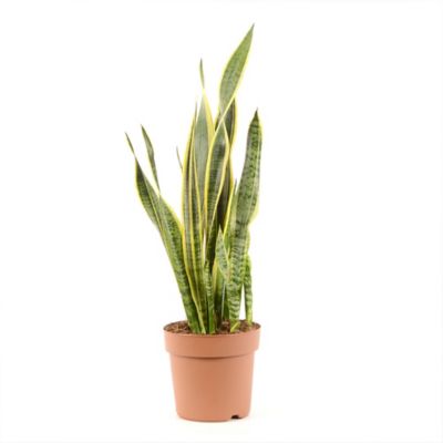 Plante d'extérieur Sanseveria h.21cm