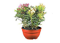 Plante d'extérieur type Laurier rose en 3 variétés différentes hauteur 40 à 50 cm en pot