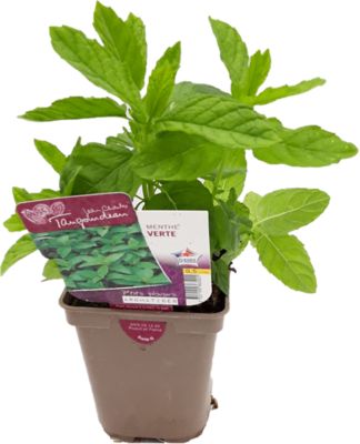 Plante d