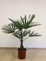 Plante d'extérieur type Trachycarpu fortuneii hauteur 60 à 80 cm en pot de 15 L