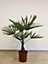 Plante d'extérieur type Trachycarpu fortuneii hauteur 60 à 80 cm en pot de 15 L