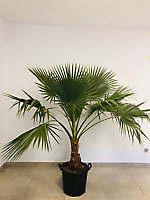 Plante d'extérieur type Washingtonia robusta hauteur 60 à 80 cm en pot de 15 L