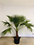 Plante d'extérieur type Washingtonia robusta hauteur 60 à 80 cm en pot de 15 L