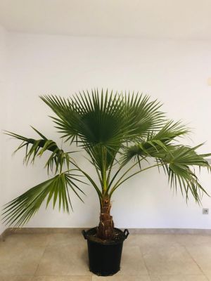 Castorama Plante Exterieur