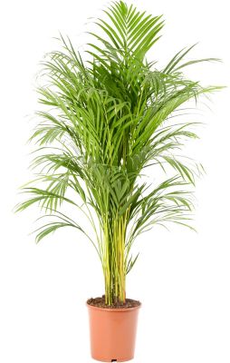 Plante d'intérieur en pot Areca dypsis - 24cm