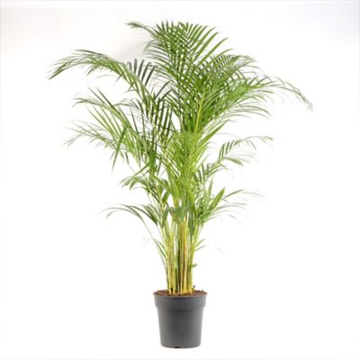 Plante d'intérieur en pot Areca dypsis - 24cm