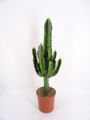 gold lace cactus Mammillaria elongata Seeds - Ladyfinger Cactus main image 1