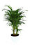 Plante d'intérieur en pot Dypsis lutescens Palmier Papillon H.130 cm