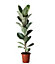Plante d'intérieur en pot Ficus elastica Tineke H.145 cm