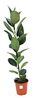 Plante d'intérieur Ficus elastica robusta H.145 cm