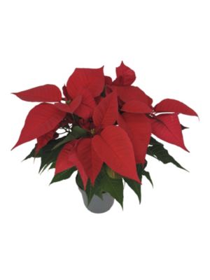 Plante d'intérieur Poinsettia rouge en pot diamètre 14cm