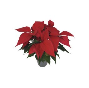 Plante d'intérieur Poinsettia rouge en pot diamètre 14cm