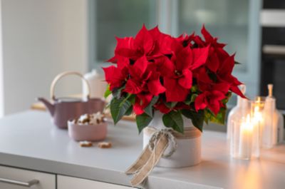 Plante d'intérieur Poinsettia rouge en pot diamètre 14cm