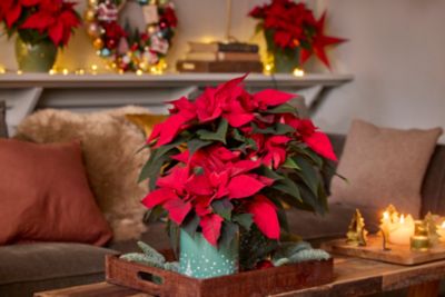 Plante d'intérieur Poinsettia rouge en pot diamètre 14cm