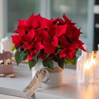 Plante d'intérieur Poinsettia rouge en pot diamètre 14cm