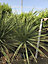 Plante dracanea indivisa h.80-100cm 15L