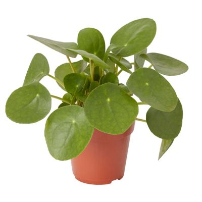Plante du missionnaire 12cm