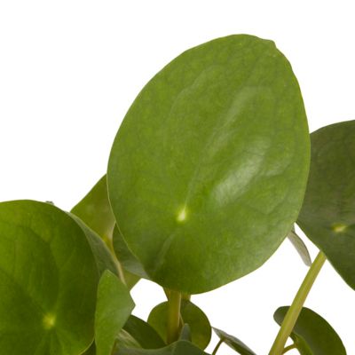 Plante du missionnaire 12cm