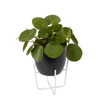 Plante du missionnaire 12cm