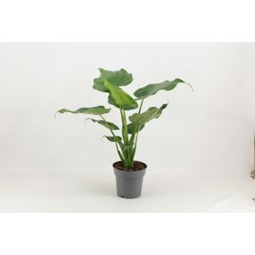 Plante en pot Alocasia mix ∅12 cm