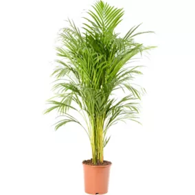 Plante en pot Areca dypsis - 24cm