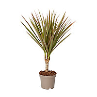 Plante en pot Dragonnier - 10,5 cm