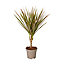 Plante en pot Dragonnier - 10,5 cm