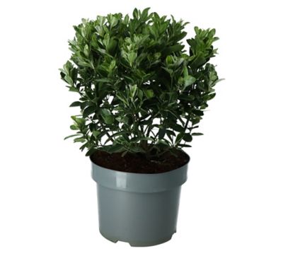Castorama Plante Exterieurnull
