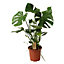 Plante en pot Monstera ∅12 cm