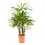 Plante en pot Rhapis Excelsa 24 cm