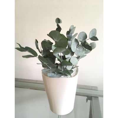 Plante Eucalyptus Stabilisée Cinéréa - Plante Stabilisée - Plante d'Intérieur - 25 cm