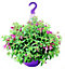 Plante Fushia Bella Rosella 6L