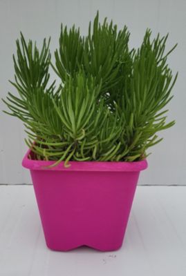 Plante grasse en pot Ø 20 cm
