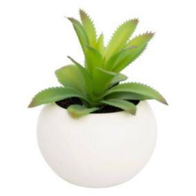 Plante grasse en pot H13- Modèle 1- Atmosphera