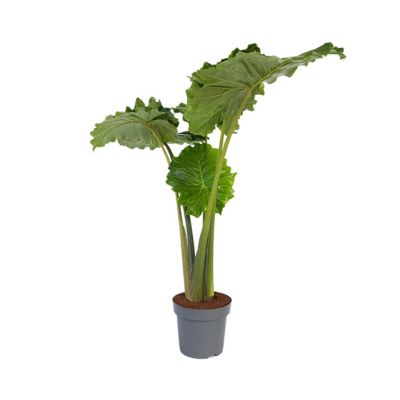 Castorama Plante Exterieur