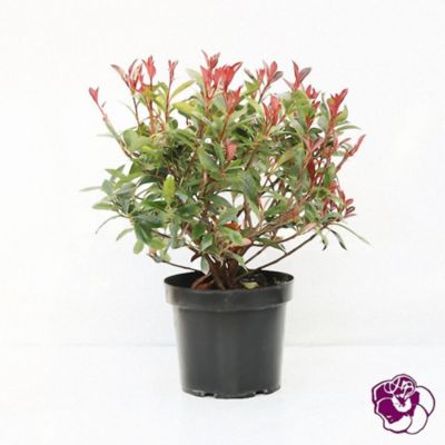 Plante naturel Photinia Fraseri en pot 7L