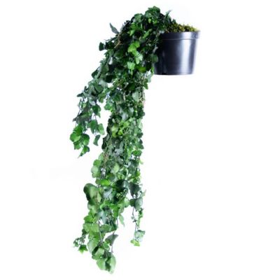 Plante Naturelle Stabilisée  Lierre Tombant - Plante Stabilisée - Plante d'Intérieur - 30 cm