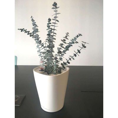 Plante Stabilisée Eucalyptus Baby blue - Plante Stabilisée - Plante d'Intérieur  - 25 cm