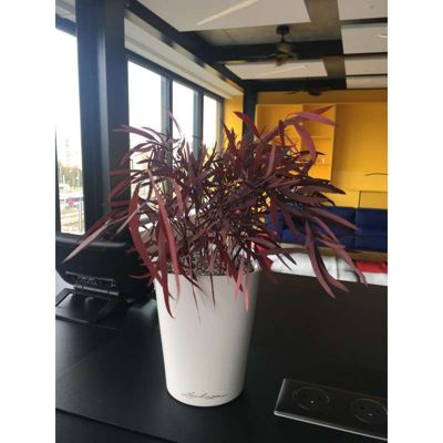 Plante Stabilisée Eucalyptus Nicoly Rouge - Plante Stabilisée - Plante d'Intérieur  - 25 cm