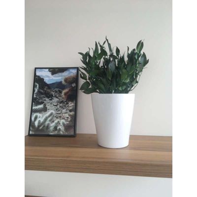 Plante Stabilisée Ruscus - Plante Stabilisée - Plante d'Intérieur - 20 cm