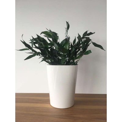 Plante Stabilisée Ruscus - Plante Stabilisée - Plante d'Intérieur - 20 cm