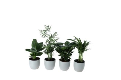 Plante verte 12cm avec pot gris (x 4)