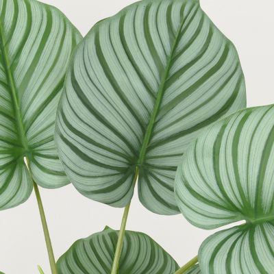 Plante verte calathea artificiel 100cm