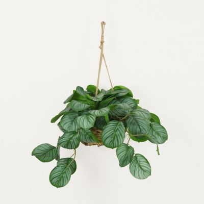 Plante verte calathea artificielle vert 50cm