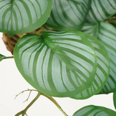 Plante verte calathea artificielle vert 50cm